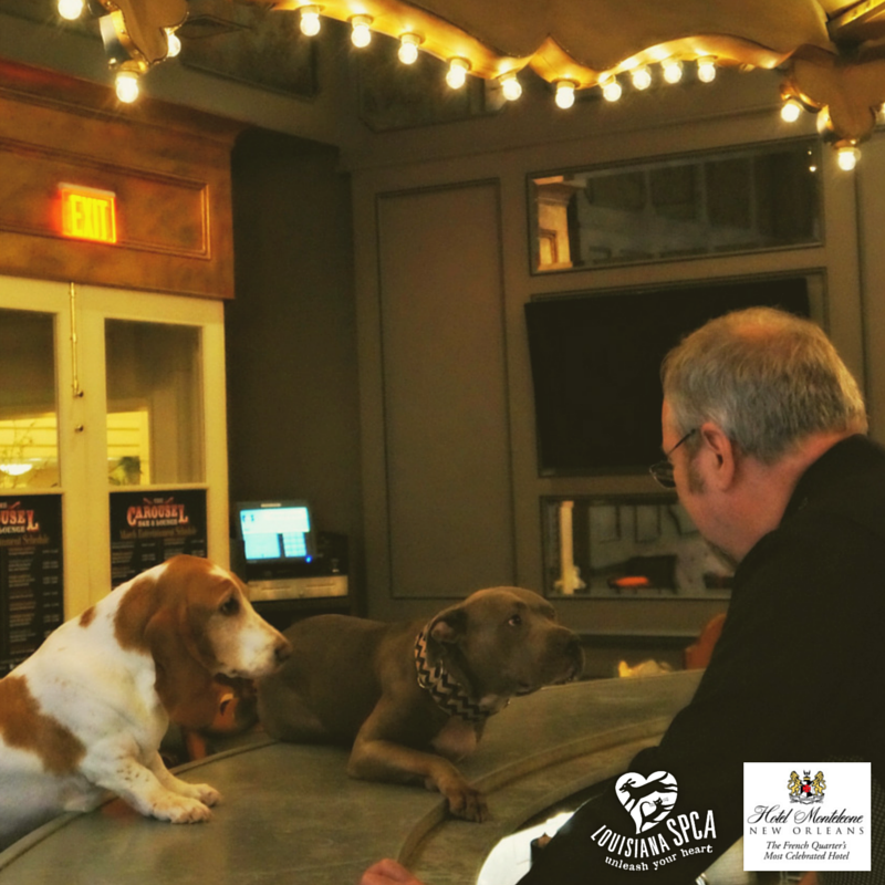 Dogs aren't normally allowed at the Carousel Bar, but our hotel does boast a pet-friendly policy!