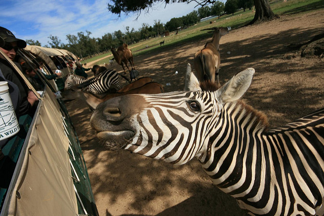Get up close and personal with exotic animals at Global Wildlife Center.(Photo courtesy Shawn, via Flickr)