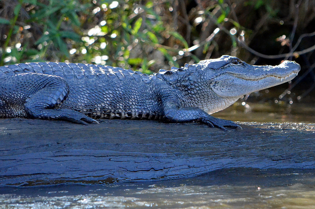 Visit nearby Jean Lafitte Barataria Preserve or Honey Island Swamp for a chance to see alligators in their natural habitat. (Photo courtesy Angela N., via Flickr)