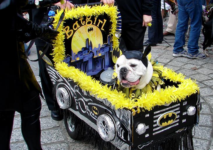 Krewe of Barkus Parade, one of the Must-See Mardi Gras Parades in New Orleans