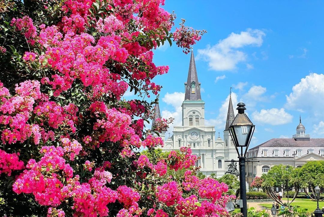 View of the St. Louis Cathedral peeking out from behind blooming pink foliage on a sunny blue sky day