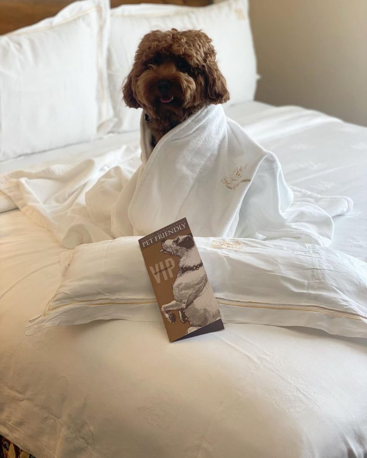 Pet Friendly New Orleans Hotel In The